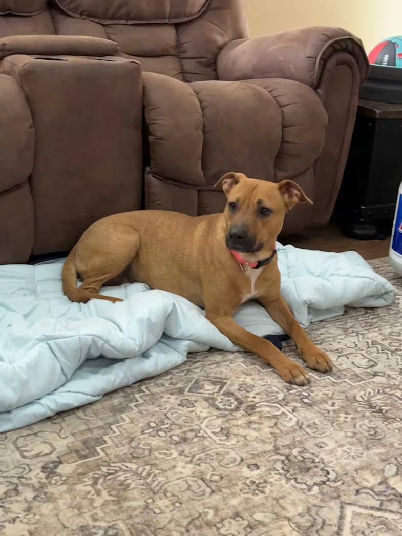 Barbie, a ADOPTABLE mixed breed in Watertown, CT image 2/4