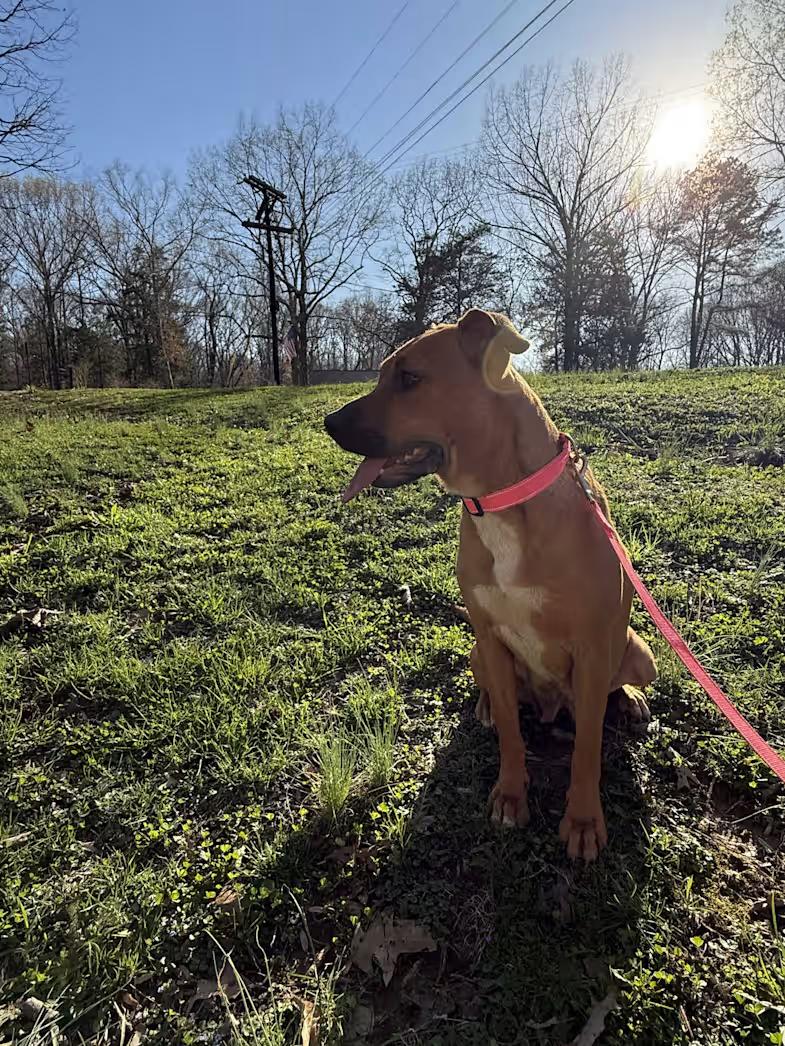 Barbie, a ADOPTABLE mixed breed in Watertown, CT image 3/4