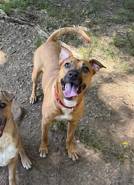 Barbie, ADOPTABLE, Adult Female Boxer & Labrador Retriever.
