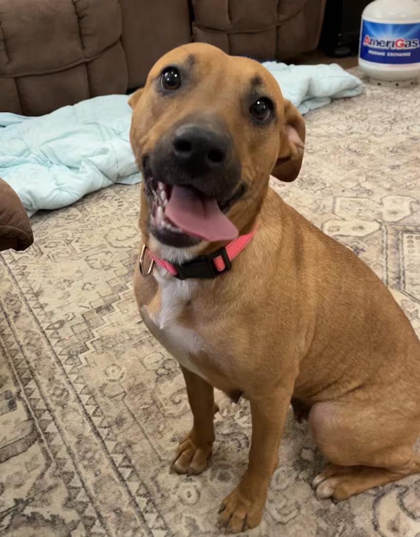 Barbie, a ADOPTABLE mixed breed in Watertown, CT image 1/4