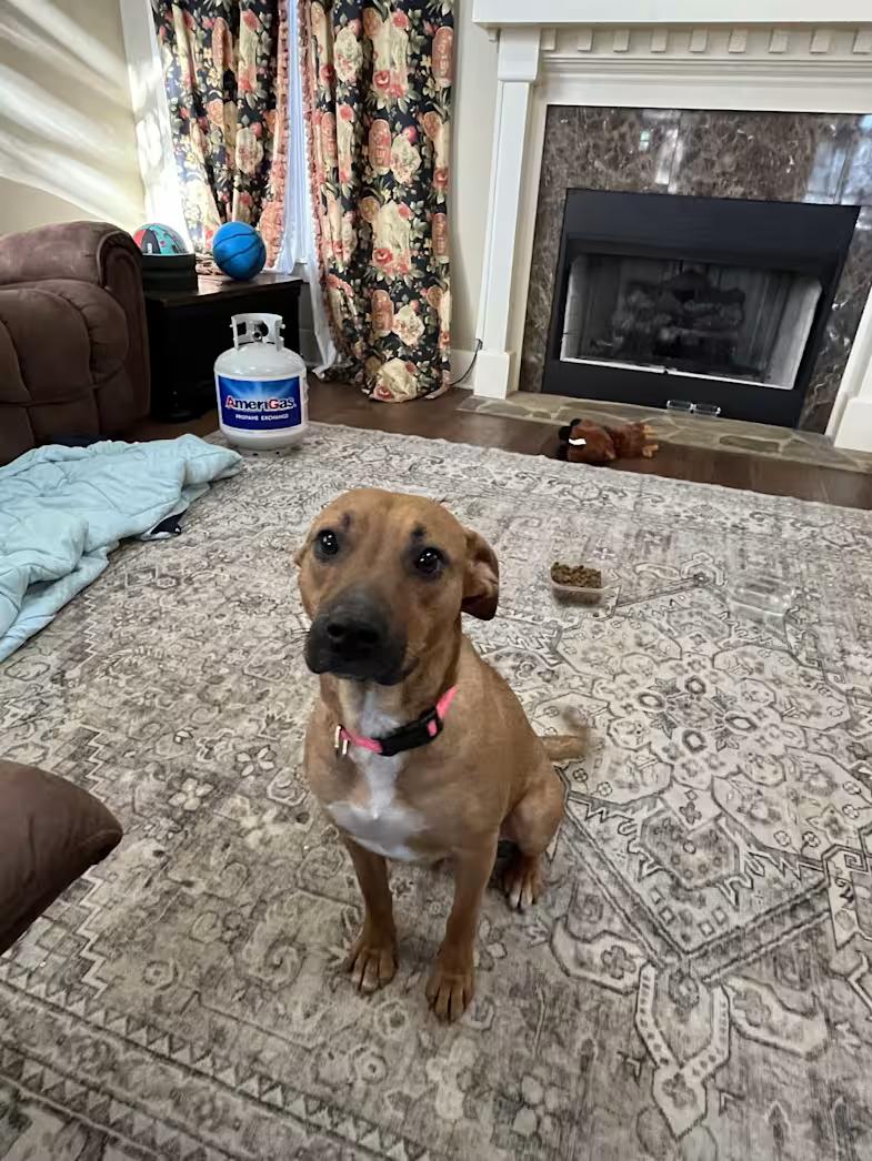 Barbie, a ADOPTABLE mixed breed in Watertown, CT image 4/4