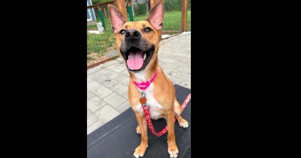 Enlarge Ruby Doo, a Adoptable mixed breed in Saugus, MA image 1/6