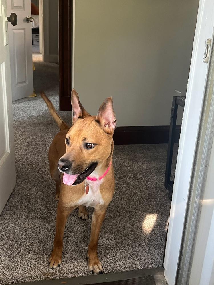 Enlarge Ruby Doo, a Adoptable mixed breed in Saugus, MA image 2/6