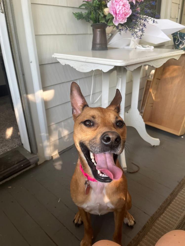 Enlarge Ruby Doo, a Adoptable mixed breed in Saugus, MA image 3/6