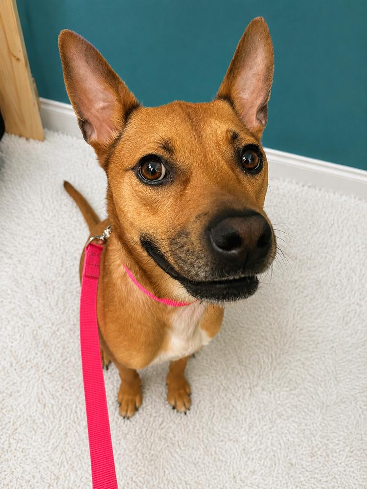 Enlarge Ruby Doo, a Adoptable mixed breed in Saugus, MA image 4/6