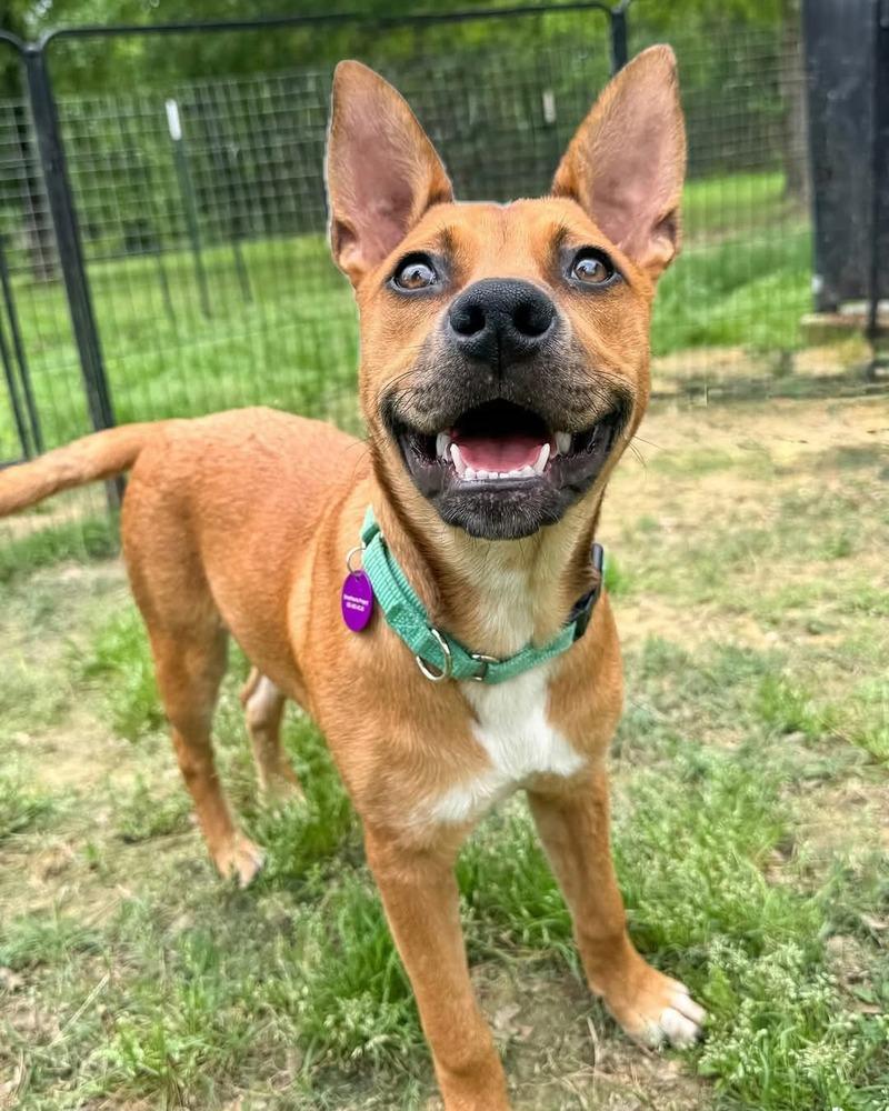Enlarge Ruby Doo, a Adoptable mixed breed in Saugus, MA image 5/6