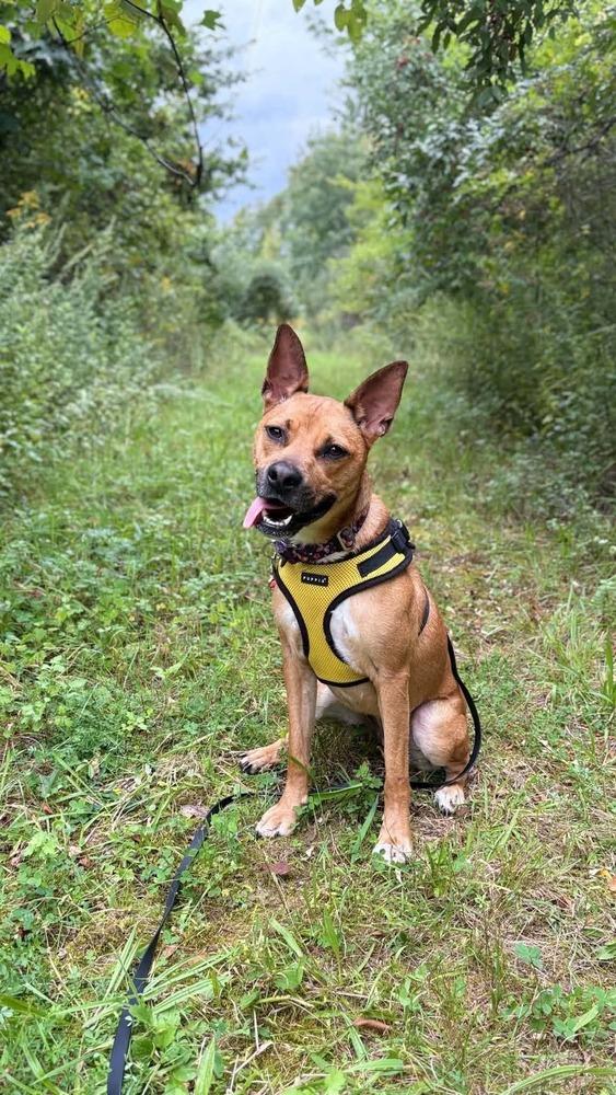 Enlarge Ruby Doo, a Adoptable mixed breed in Saugus, MA image 6/6