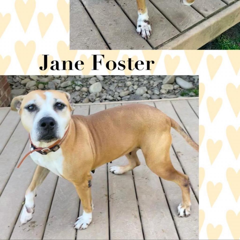 Jane Foster, Adoptable, Senior Female Terrier & Mixed Breed.