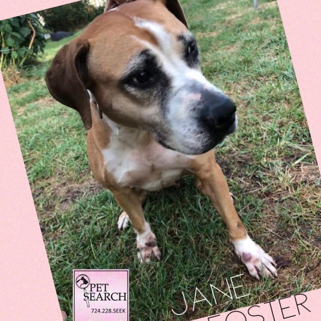 Jane Foster, a Adoptable mixed breed image 3/3