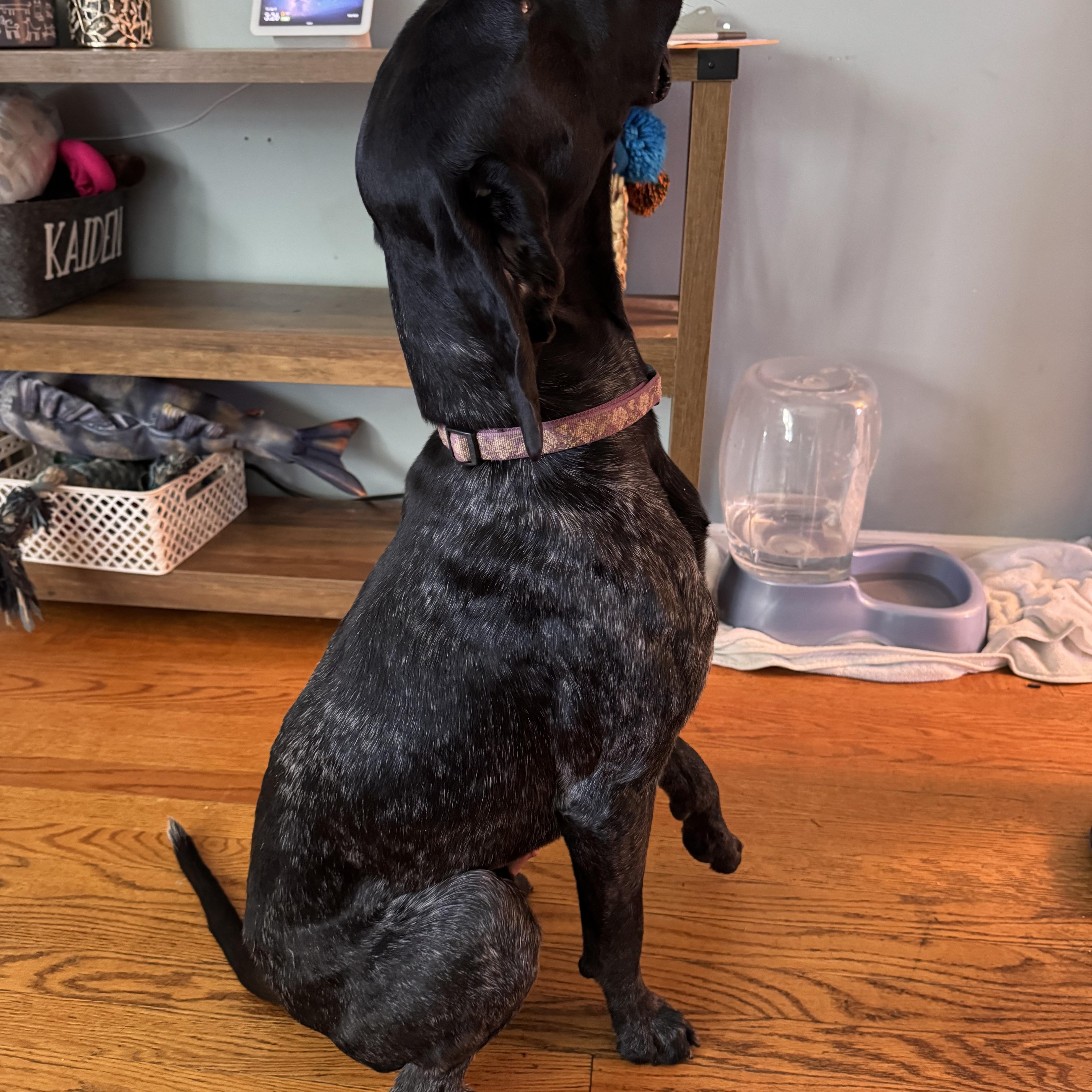 Enlarge Brooks, a Adoptable German Shorthaired Pointer in Tewksbury, MA image 3/4