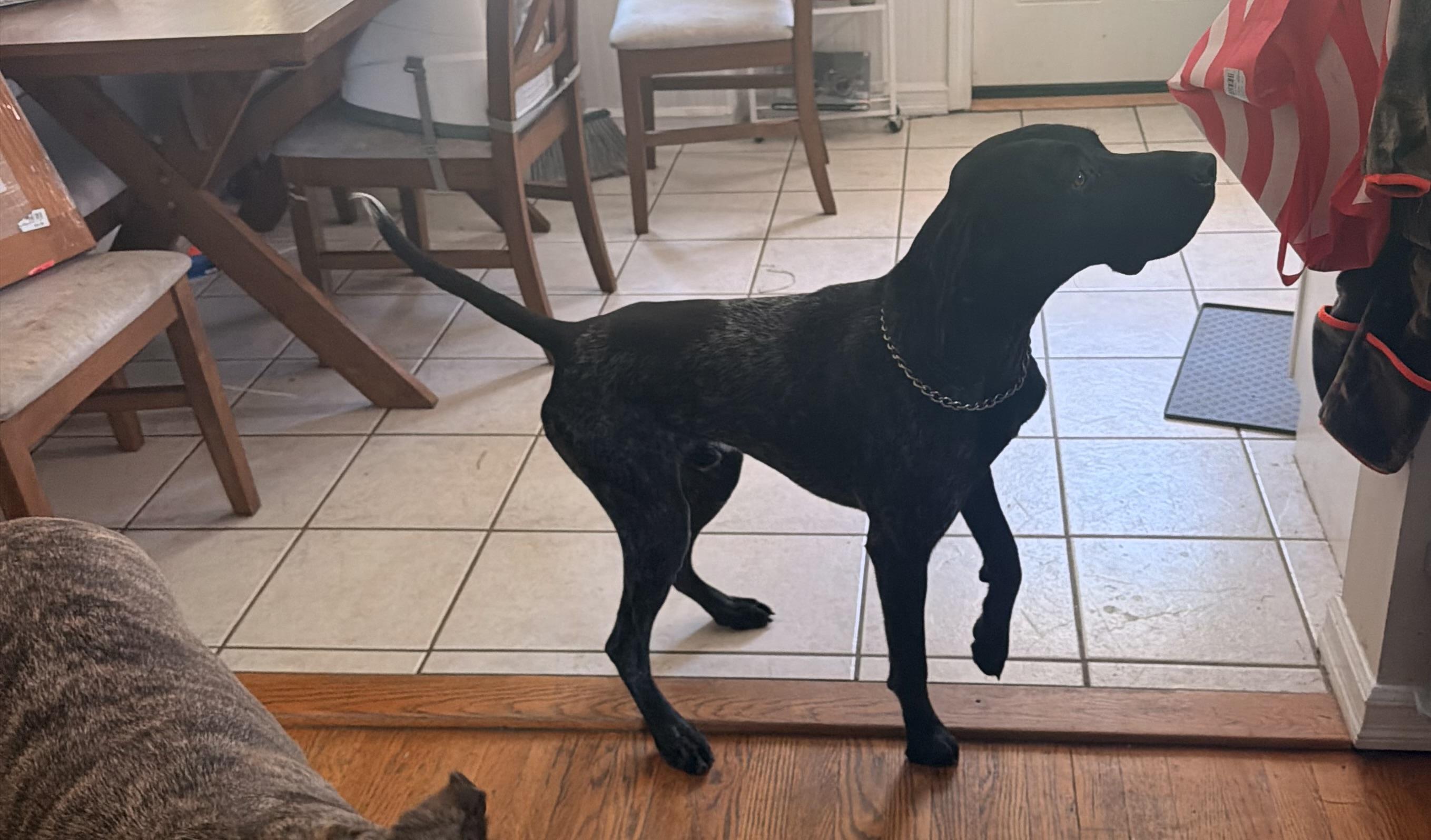 Enlarge Brooks, a Adoptable German Shorthaired Pointer in Tewksbury, MA image 4/4