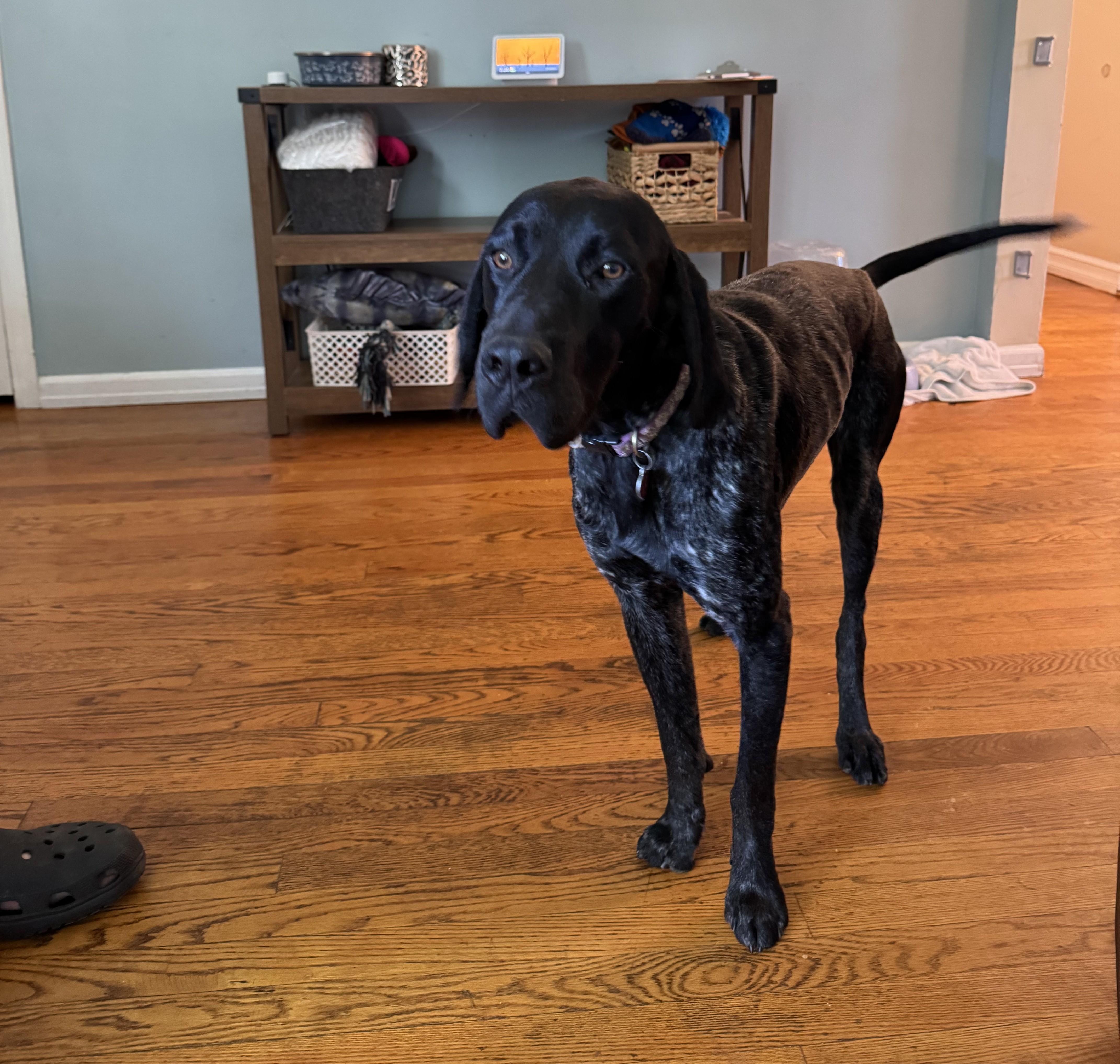 Brooks, Adoptable, Young Male German Shorthaired Pointer.