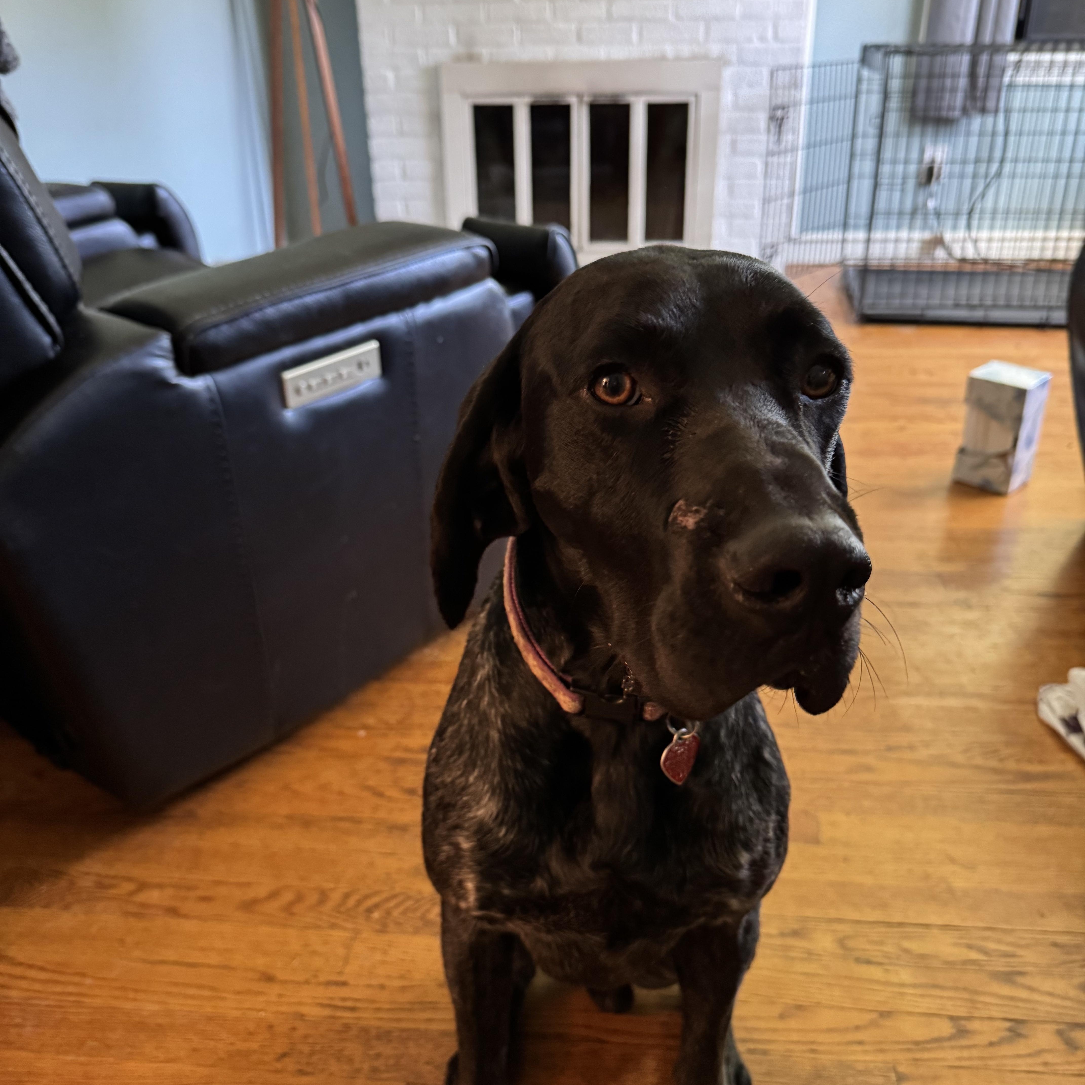 Enlarge Brooks, a Adoptable German Shorthaired Pointer in Tewksbury, MA image 2/4