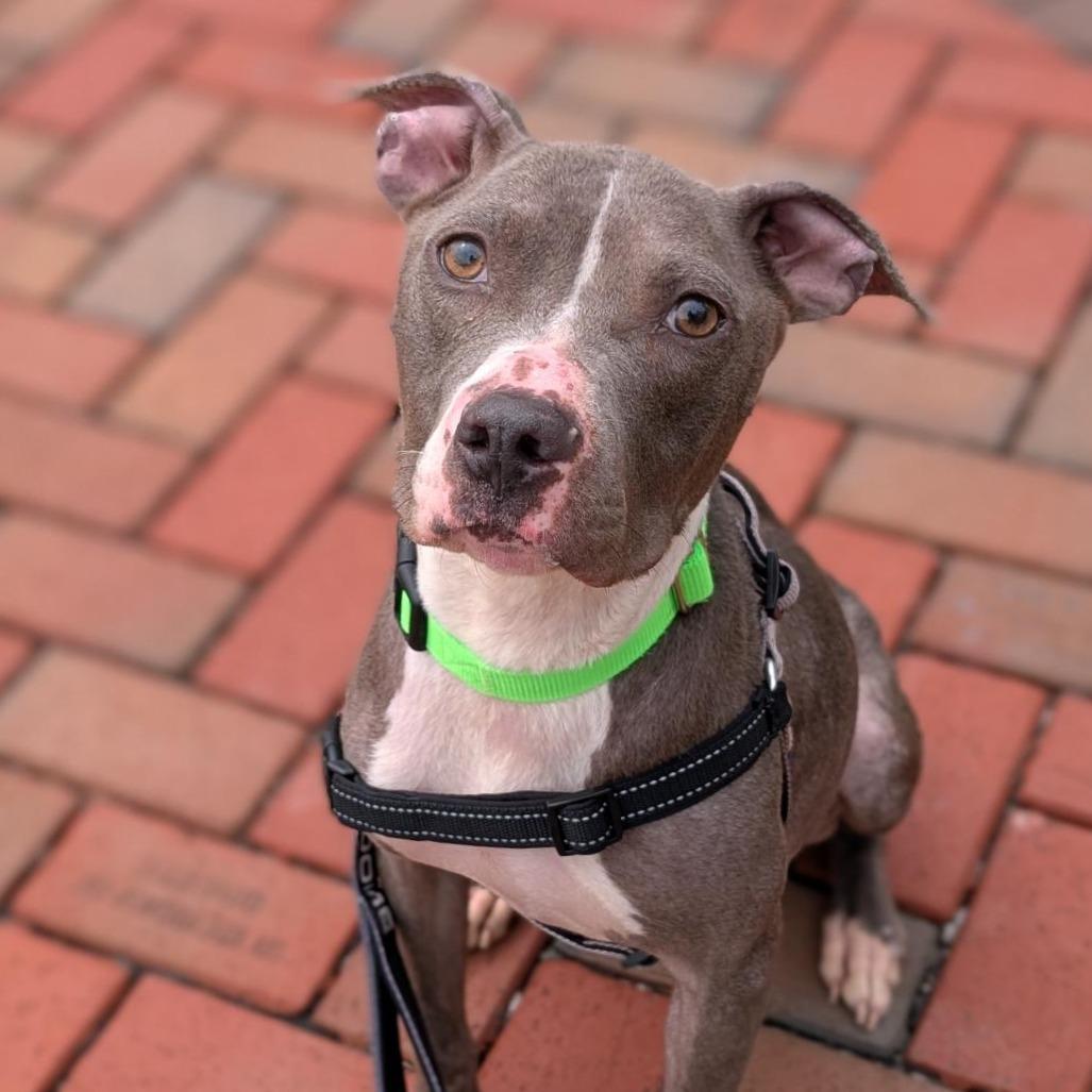Lady Squeakums, a Adoptable Mixed Breed in Washington Township, OH image 1/6