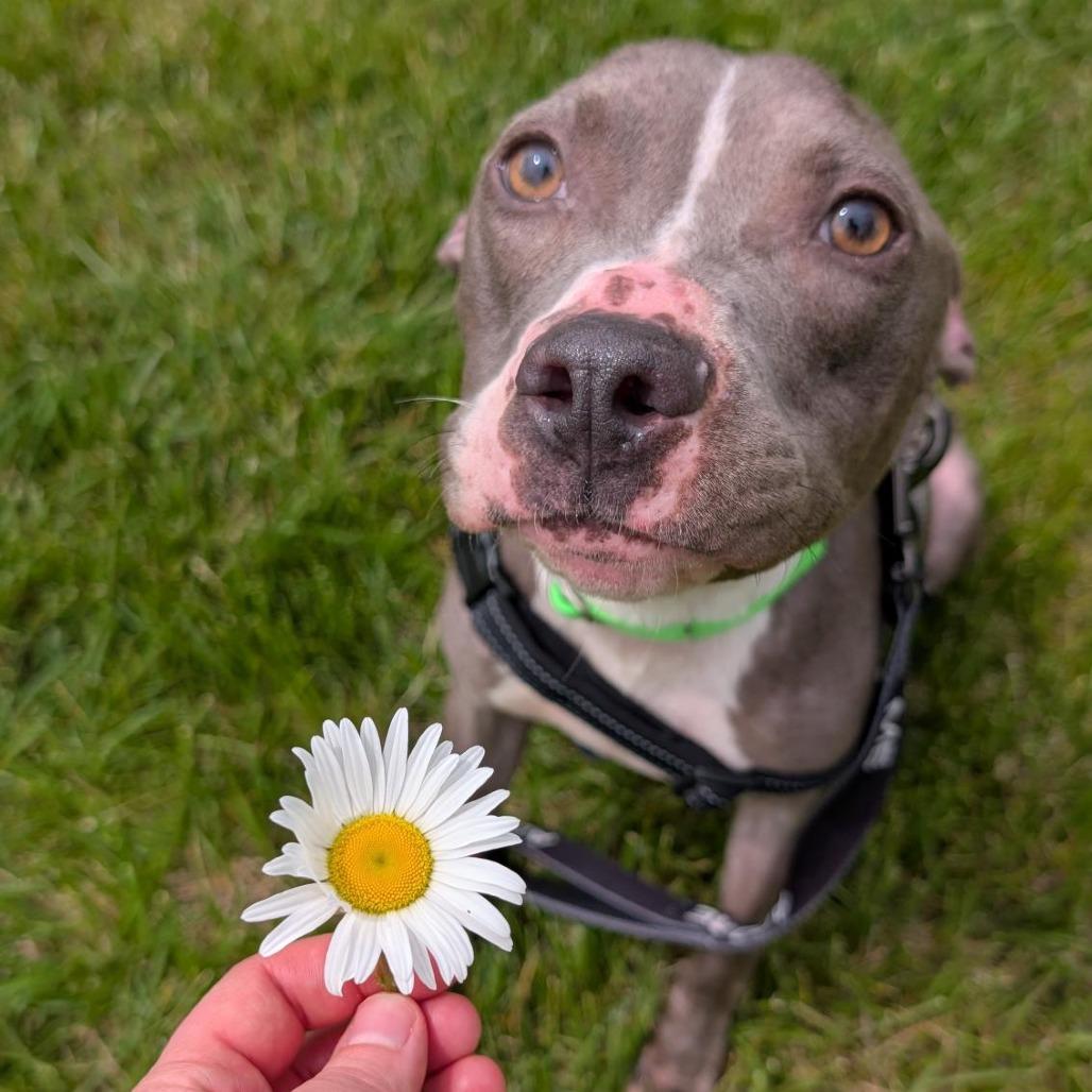 Lady Squeakums, a Adoptable Mixed Breed in Washington Township, OH image 2/6