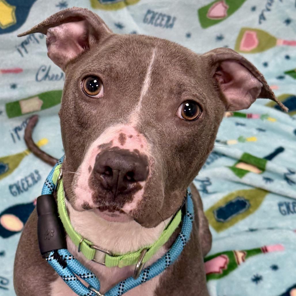 Lady Squeakums, a Adoptable Mixed Breed in Washington Township, OH image 3/6