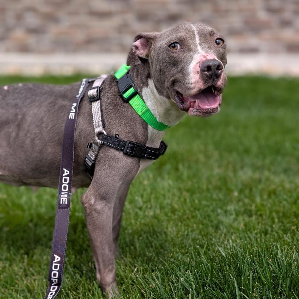 Lady Squeakums, a Adoptable Mixed Breed in Washington Township, OH image 4/6