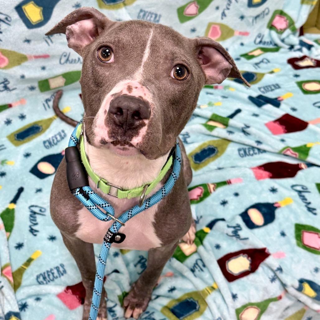 Lady Squeakums, a Adoptable Mixed Breed in Washington Township, OH image 5/6