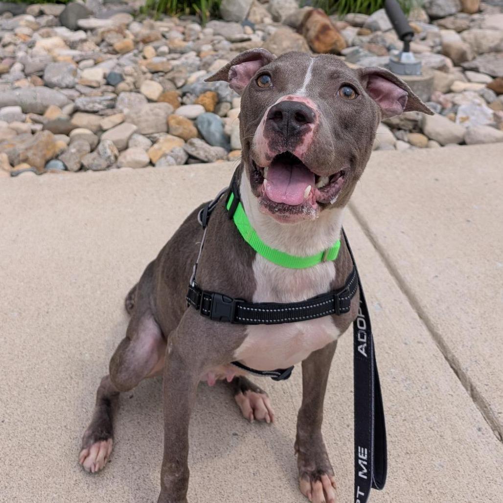 Lady Squeakums, a Adoptable Mixed Breed in Washington Township, OH image 6/6