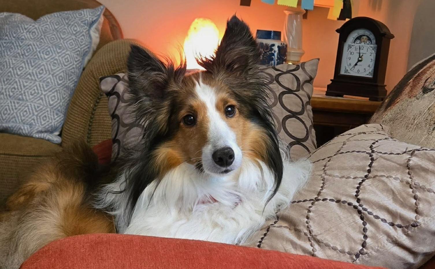 Rocky, adoptable, Adult Male Shetland Sheepdog / Sheltie.