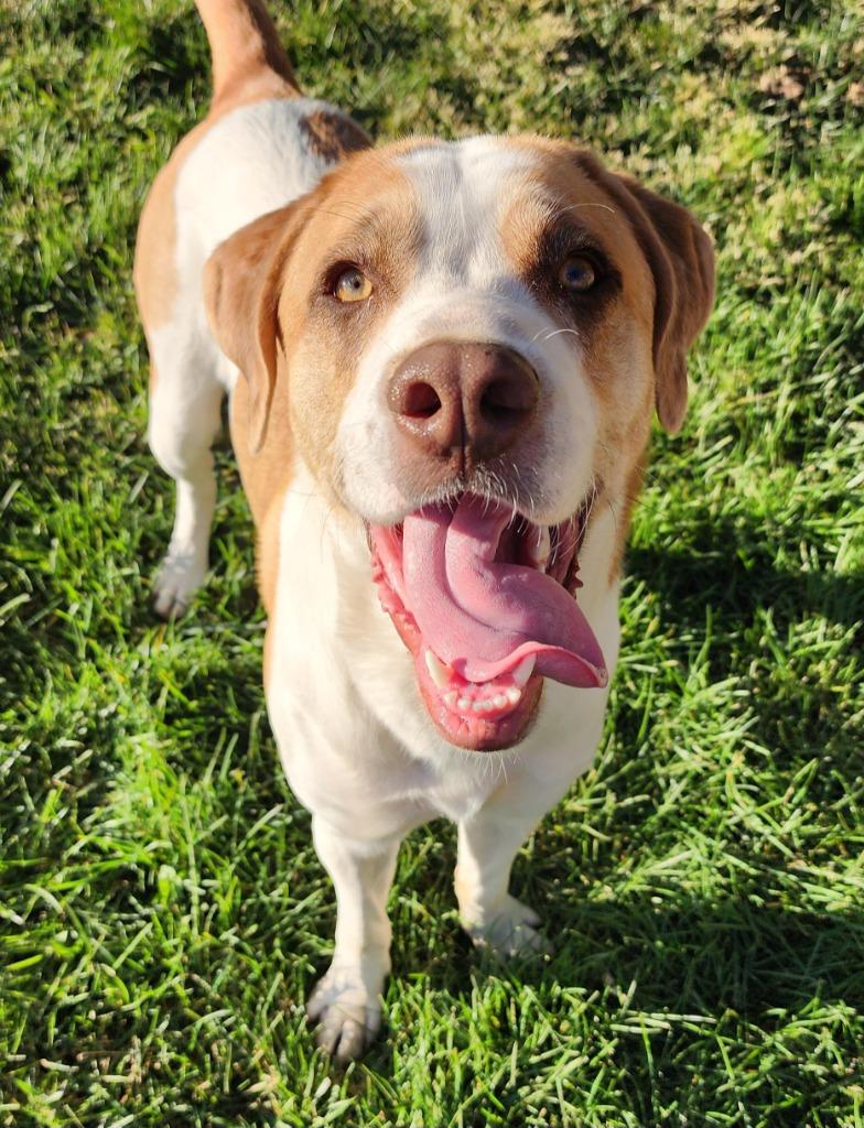 Enlarge Chawnx, a Adoptable mixed breed in Saint George, UT image 1/1