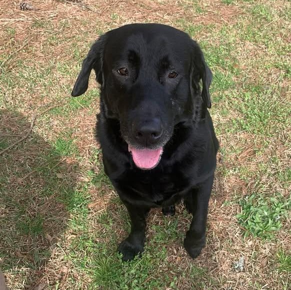 Enlarge Maverick (Courtesy Post) , a ADOPTABLE Labrador Retriever in Cedar Mountain, NC image 5/6