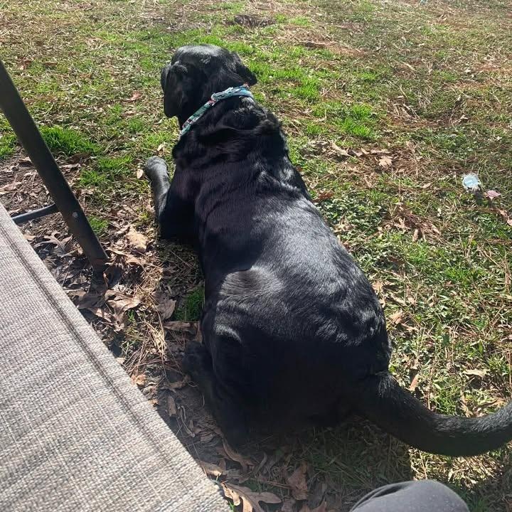 Enlarge Maverick (Courtesy Post) , a ADOPTABLE Labrador Retriever in Cedar Mountain, NC image 4/6