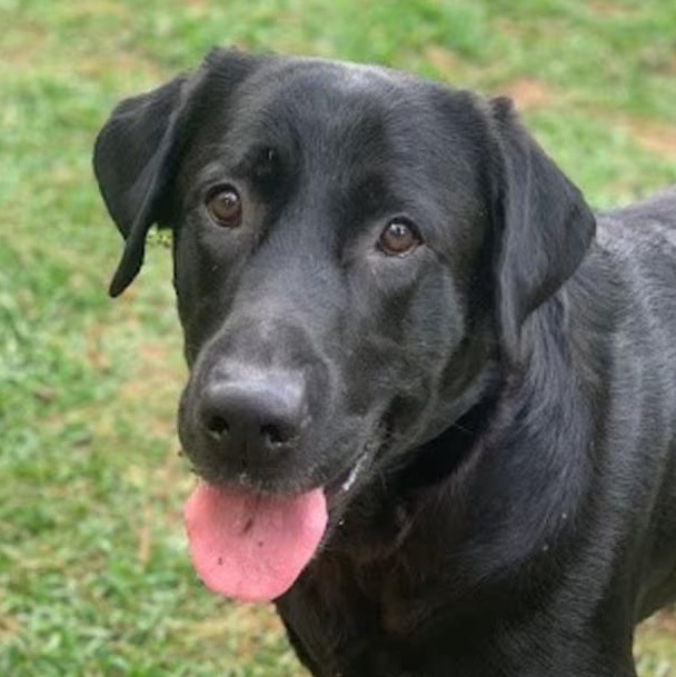 Enlarge Maverick (Courtesy Post) , a ADOPTABLE Labrador Retriever in Cedar Mountain, NC image 1/6