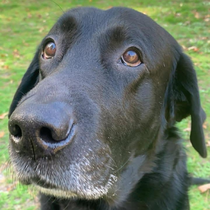 Enlarge Maverick (Courtesy Post) , a ADOPTABLE Labrador Retriever in Cedar Mountain, NC image 6/6