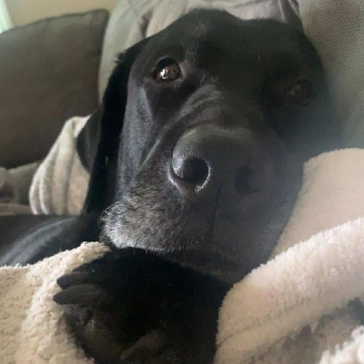 Enlarge Maverick (Courtesy Post) , a ADOPTABLE Labrador Retriever in Cedar Mountain, NC image 2/6