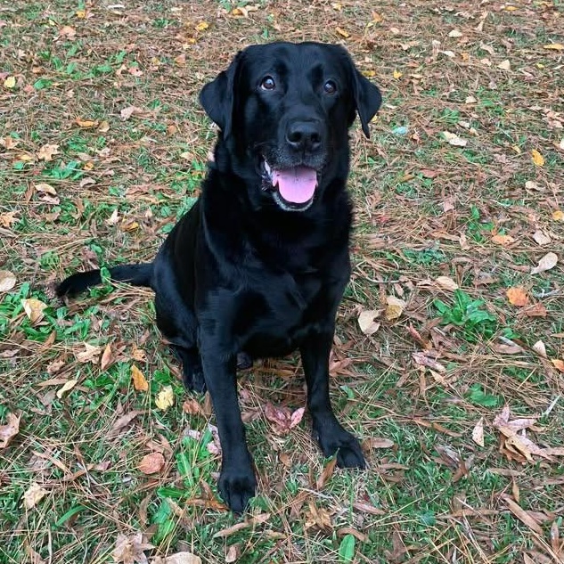 Enlarge Maverick (Courtesy Post) , a ADOPTABLE Labrador Retriever in Cedar Mountain, NC image 3/6