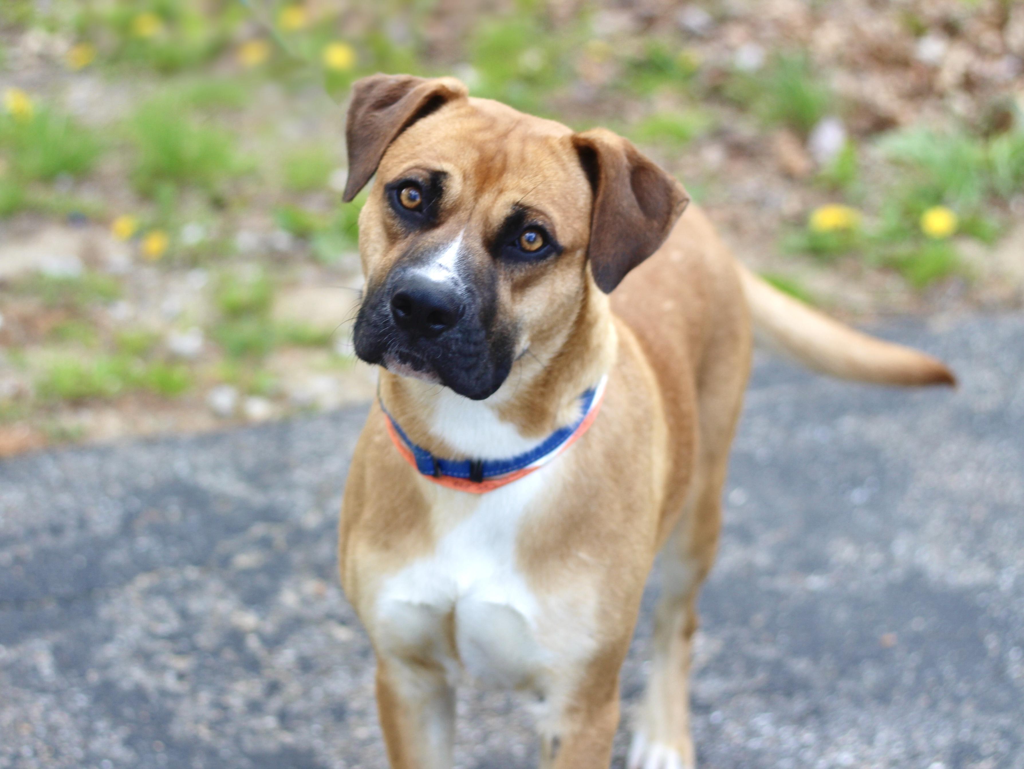 Davidson in NH! Come Meet our Adoptable Dogs Wednesday-Saturday. More info in Bio!, an adoptable mixed breed in Manchester, NH image 2/6