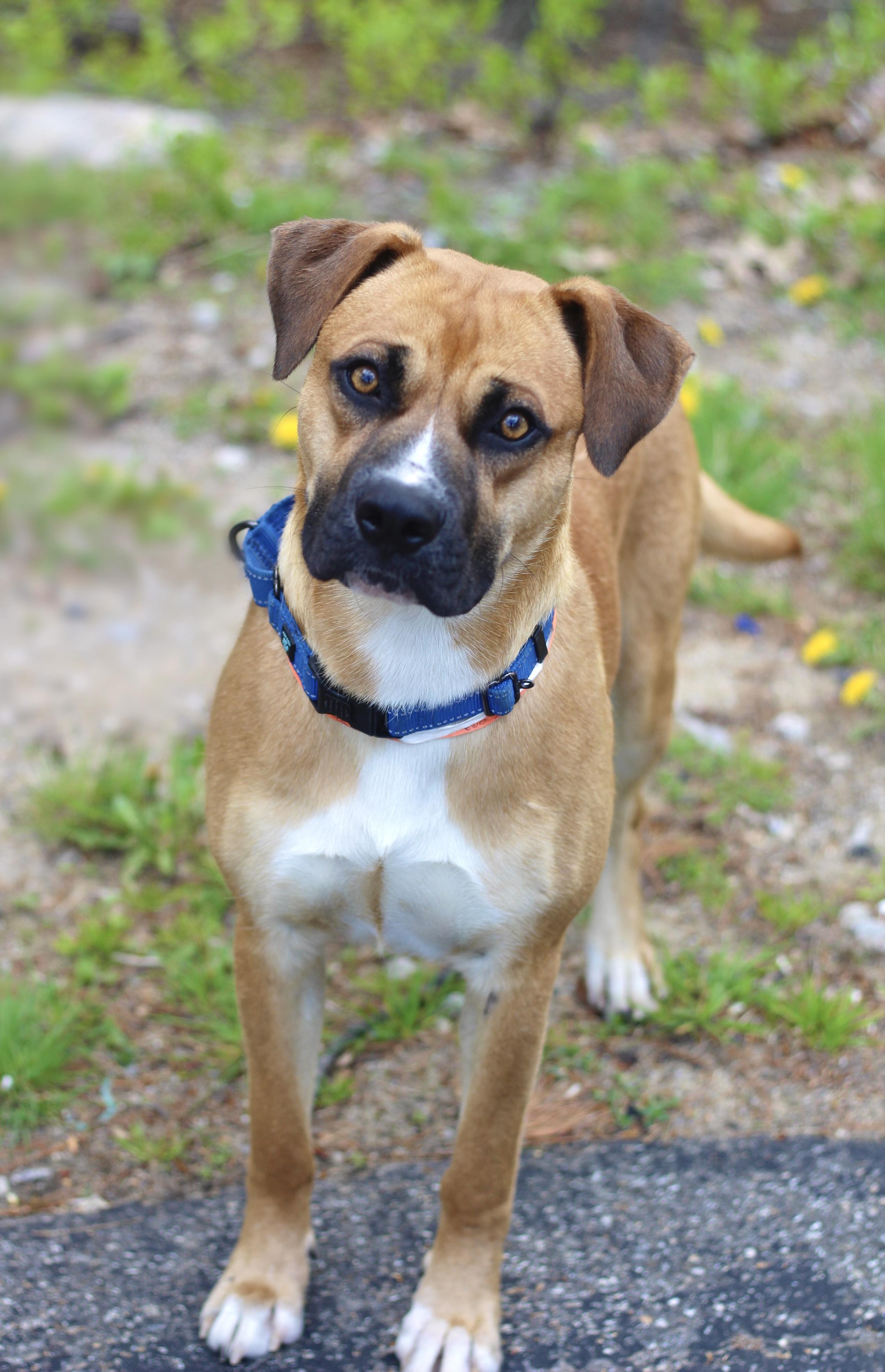Davidson in NH! Come Meet our Adoptable Dogs Wednesday-Saturday. More info in Bio!, an adoptable mixed breed in Manchester, NH image 3/6