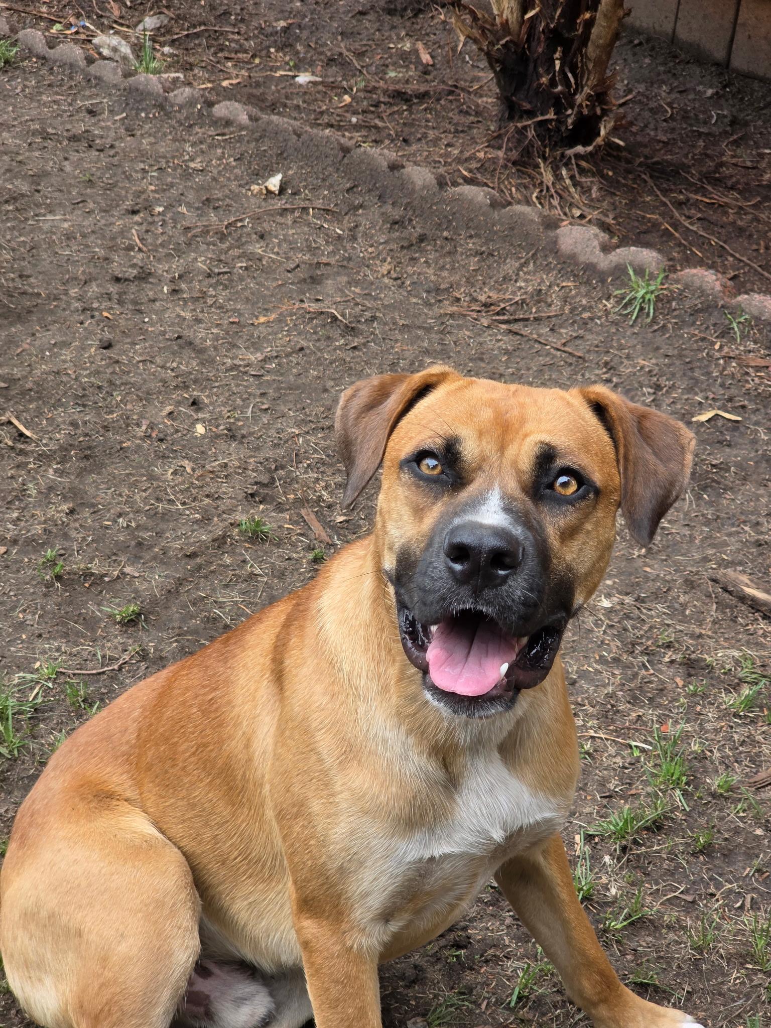 Davidson in NH! Come Meet our Adoptable Dogs Wednesday-Saturday. More info in Bio!, an adoptable mixed breed in Manchester, NH image 6/6