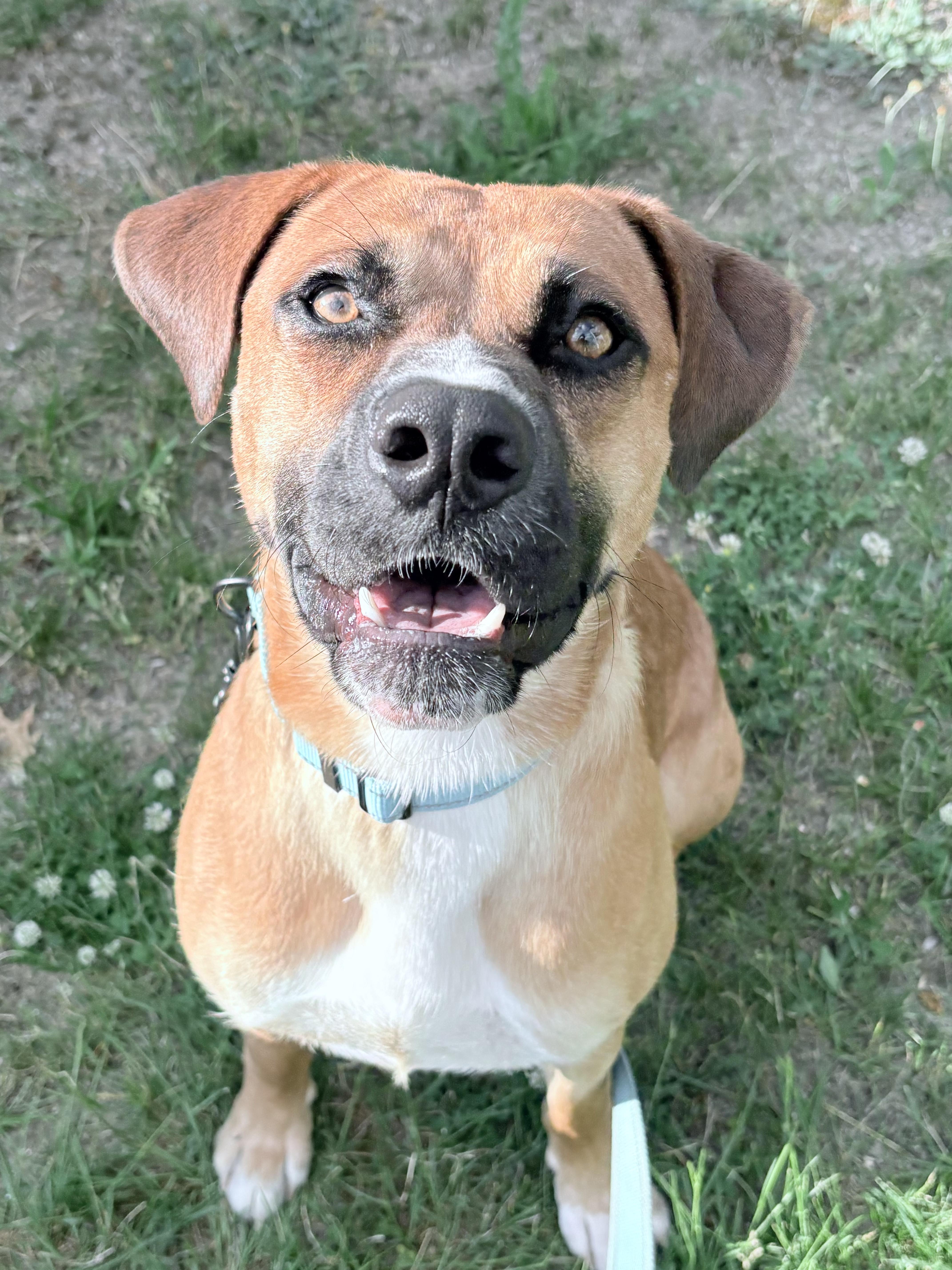Davidson in NH! Come Meet our Adoptable Dogs Wednesday-Saturday. More info in Bio!, adoptable, Young Male Boxer.