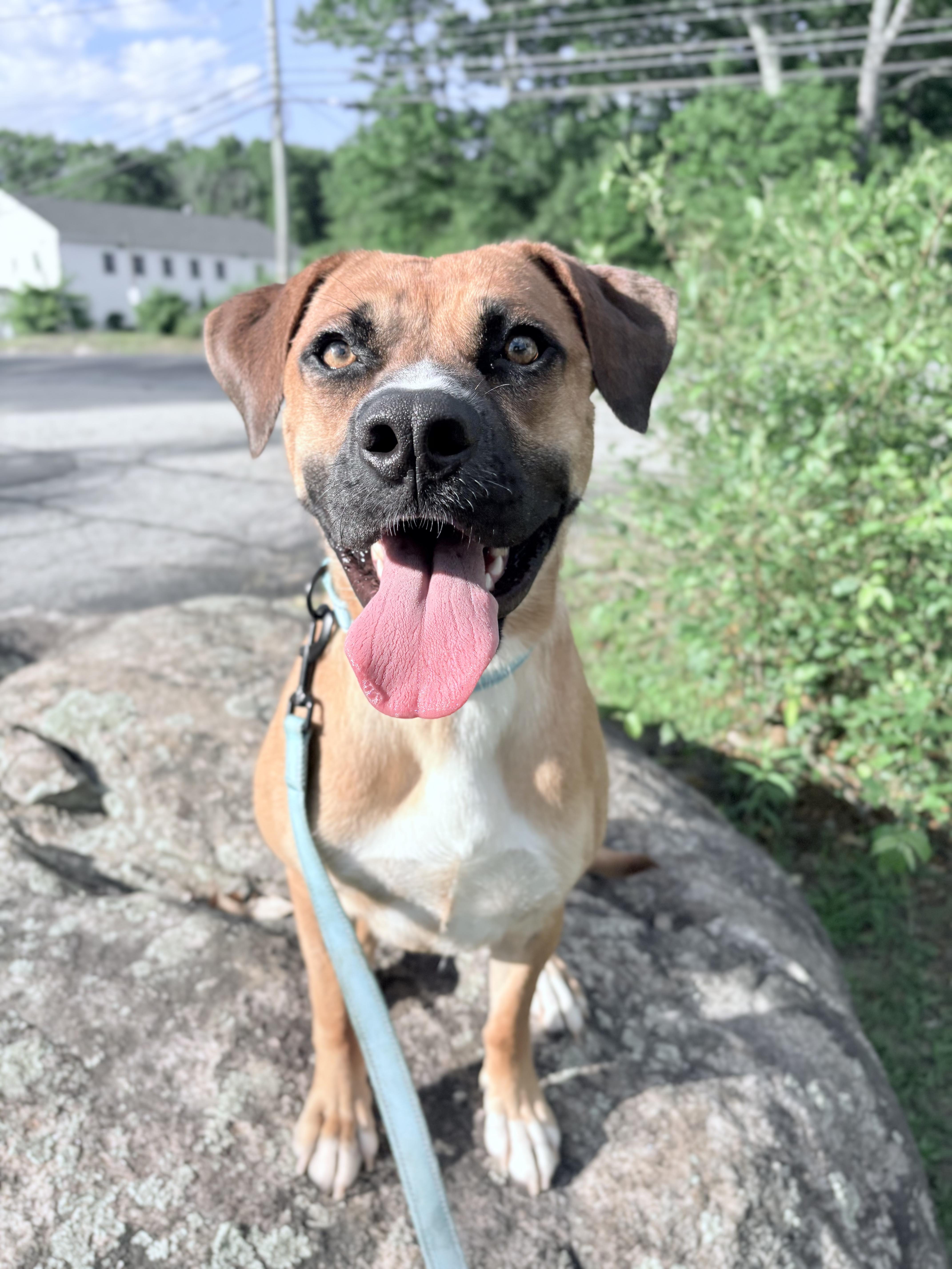 Davidson in NH! Come Meet our Adoptable Dogs Wednesday-Saturday. More info in Bio!, an adoptable mixed breed in Manchester, NH image 4/6