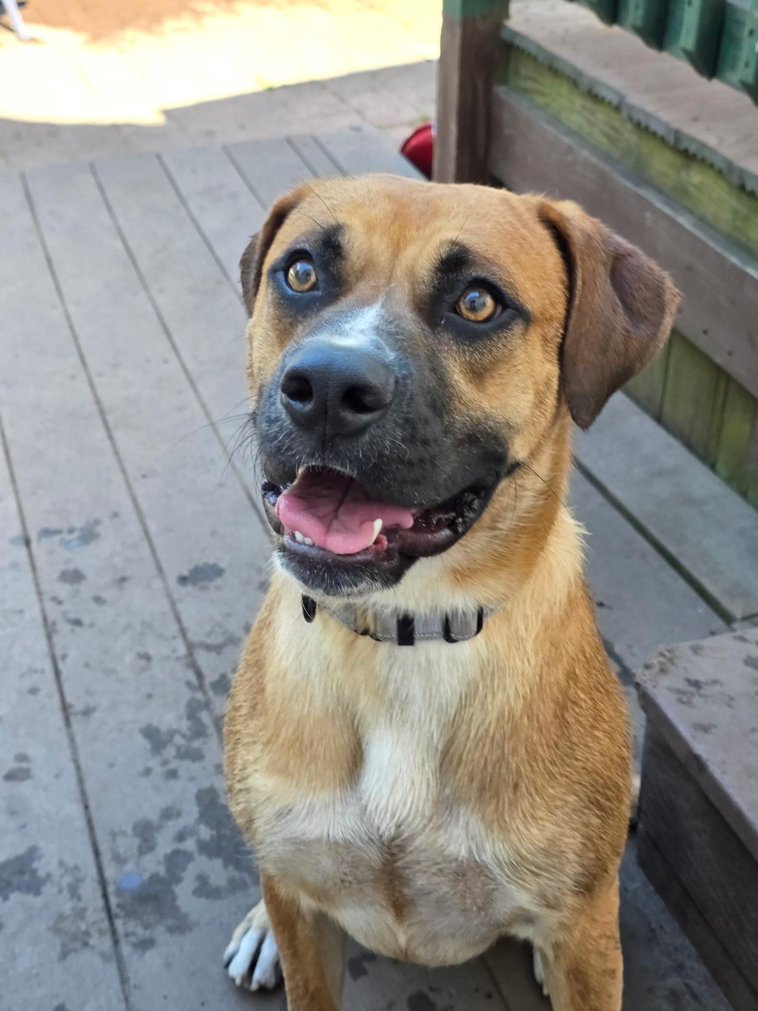 Davidson in NH! Come Meet our Adoptable Dogs Wednesday-Saturday. More info in Bio!, an adoptable mixed breed in Manchester, NH image 5/6