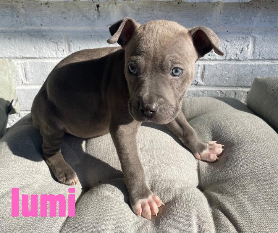 Enlarge Lumi, a ADOPTABLE mixed breed in Shalimar, FL image 1/1