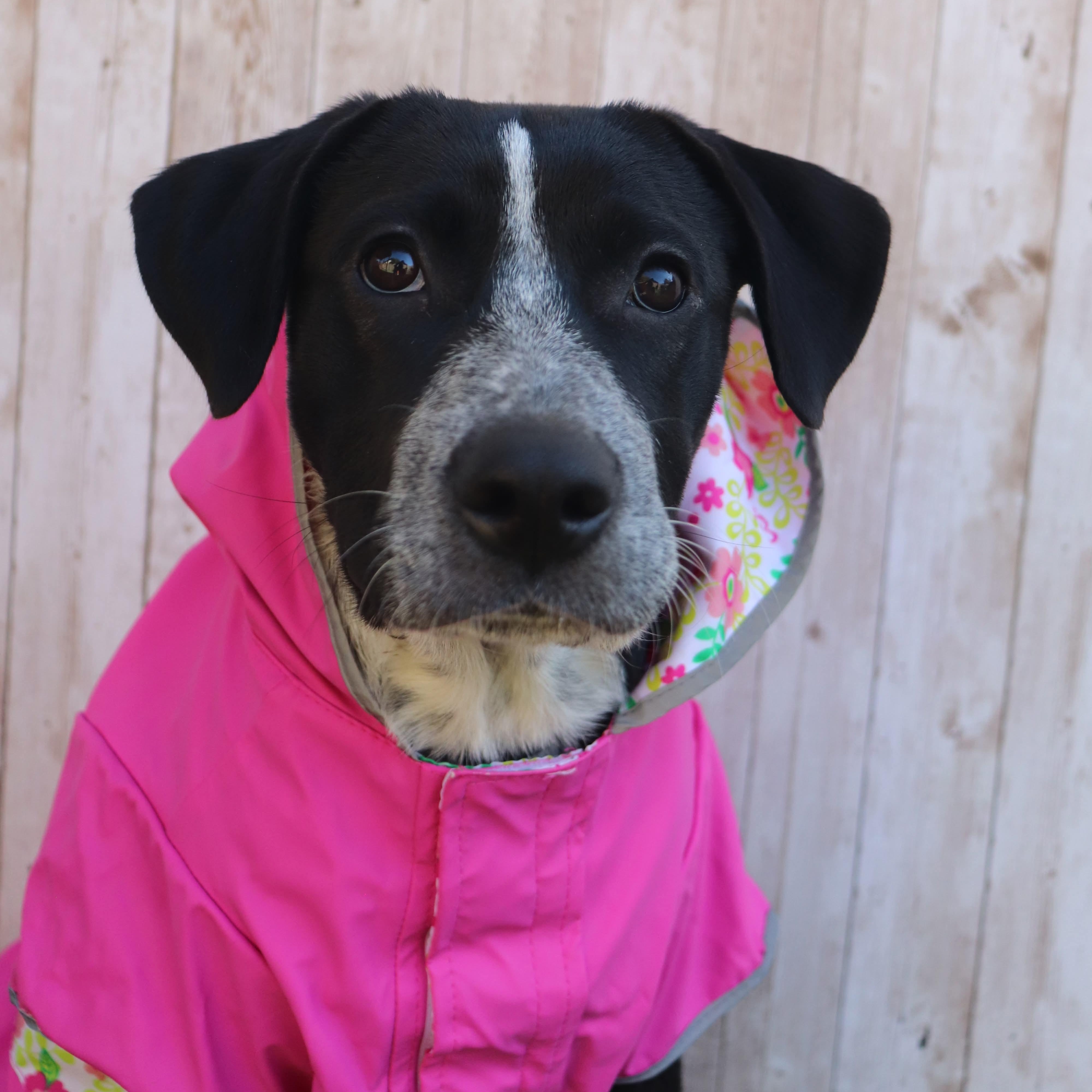 Timex, a Adoptable mixed breed in Phoenix, AZ image 3/5