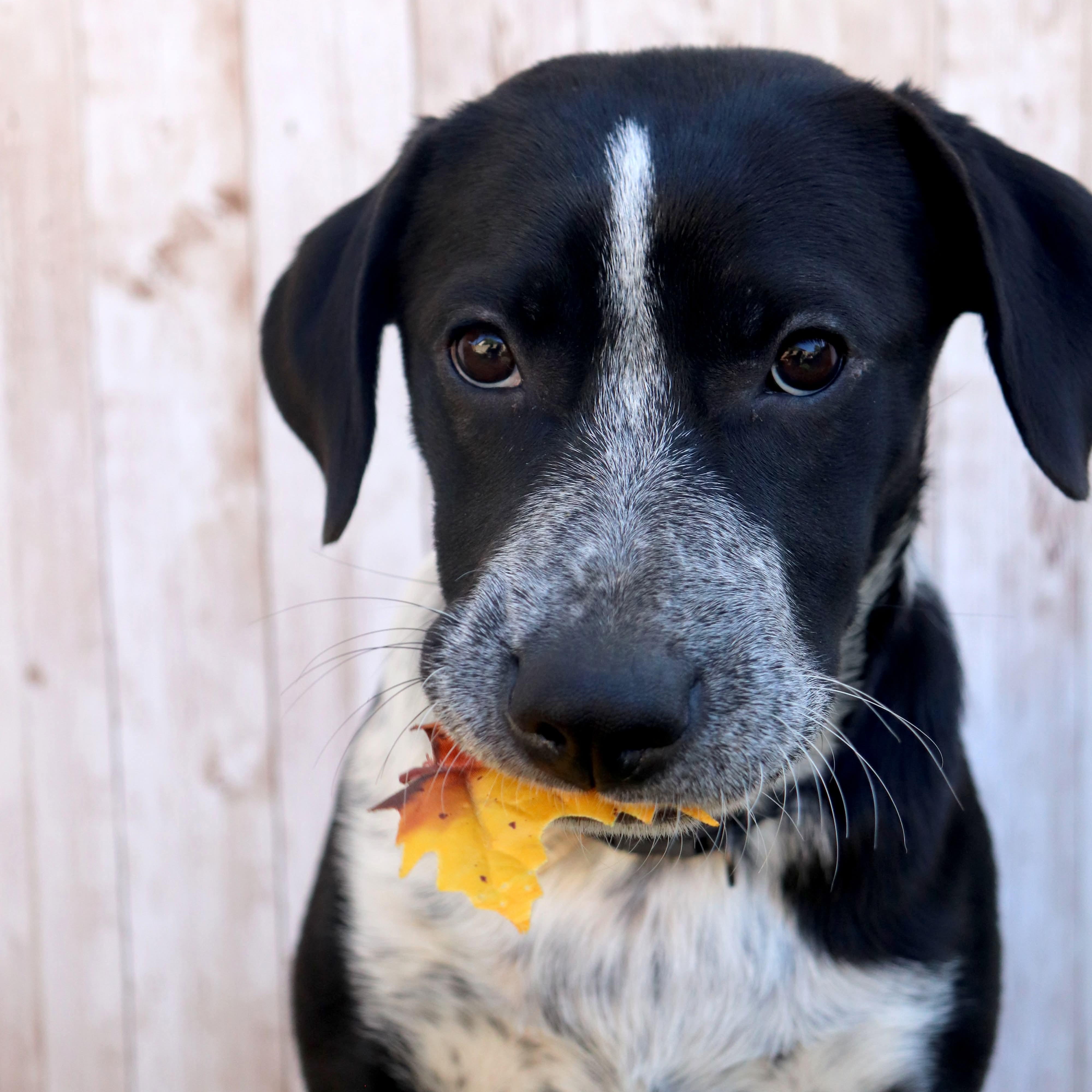 Timex, a Adoptable mixed breed in Phoenix, AZ image 4/5