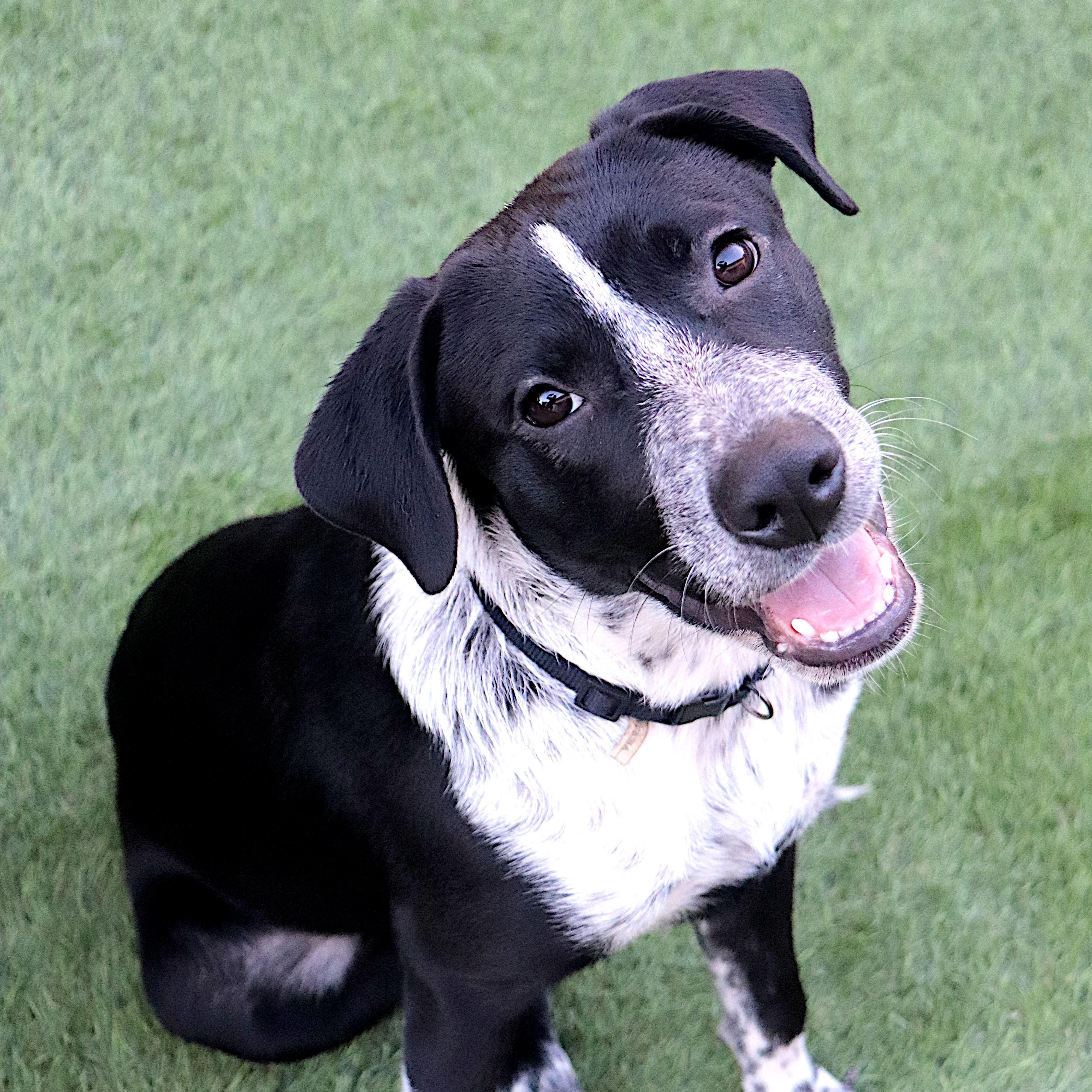 Timex, a Adoptable mixed breed in Phoenix, AZ image 2/5