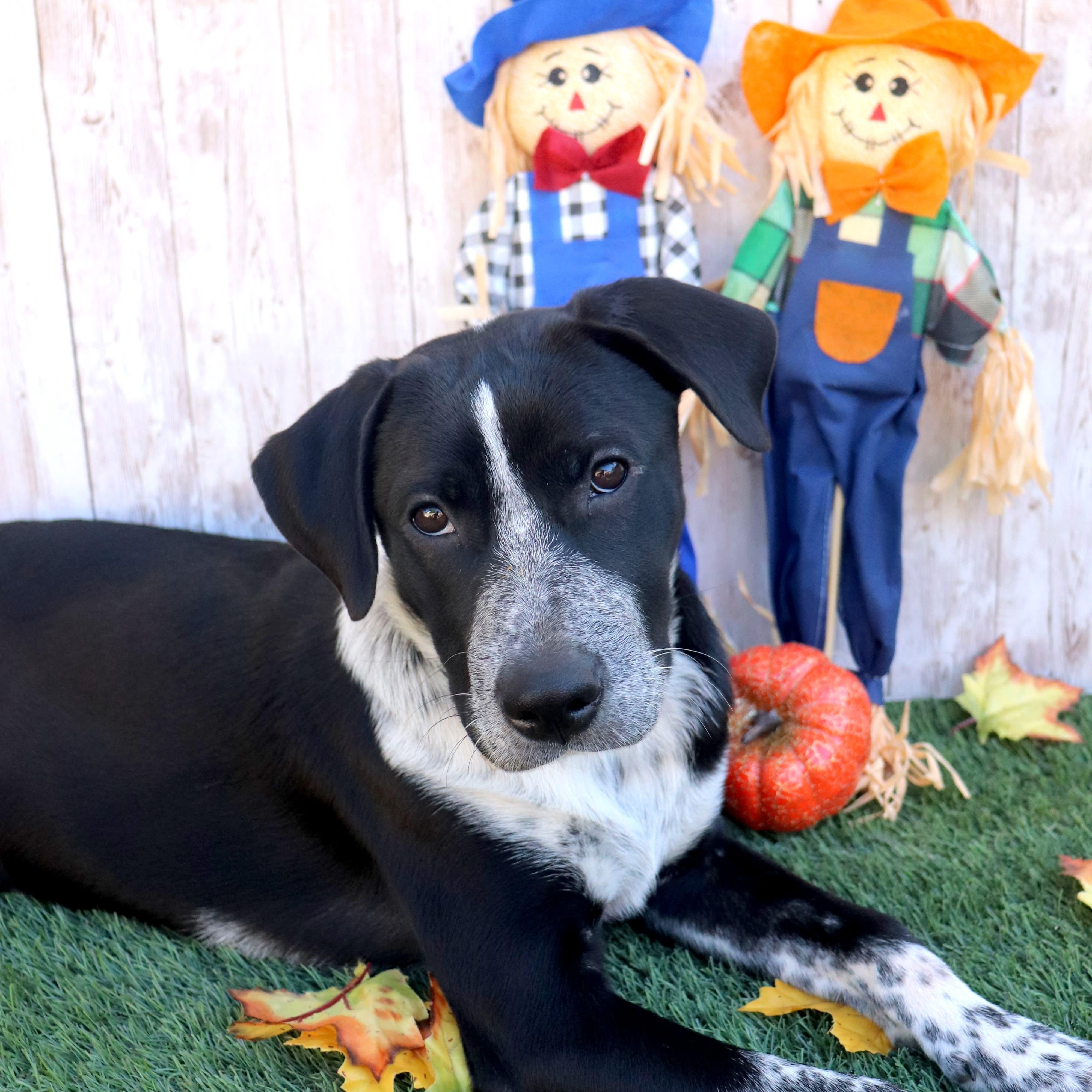 Timex, a Adoptable mixed breed in Phoenix, AZ image 1/5