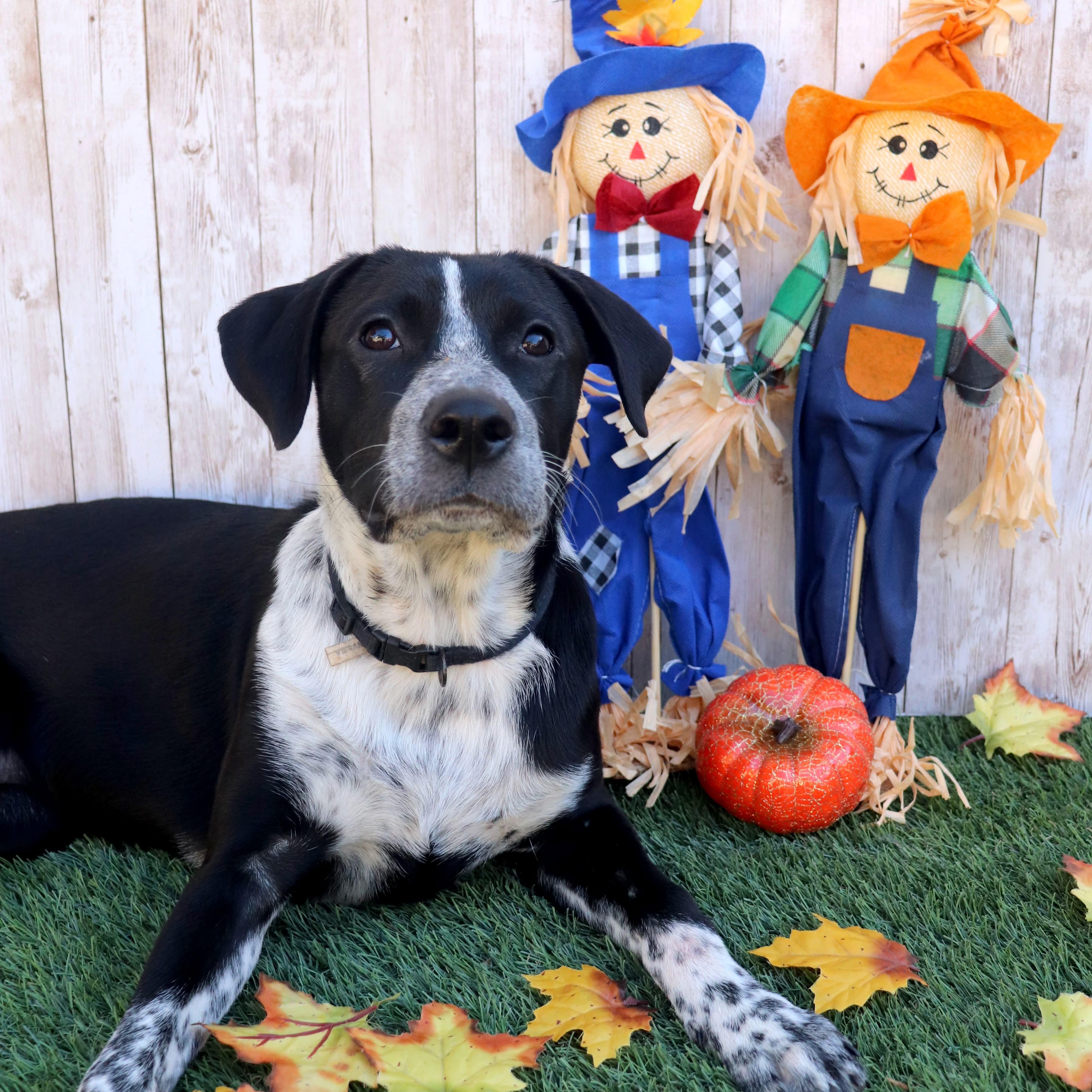 Timex, a Adoptable mixed breed in Phoenix, AZ image 5/5