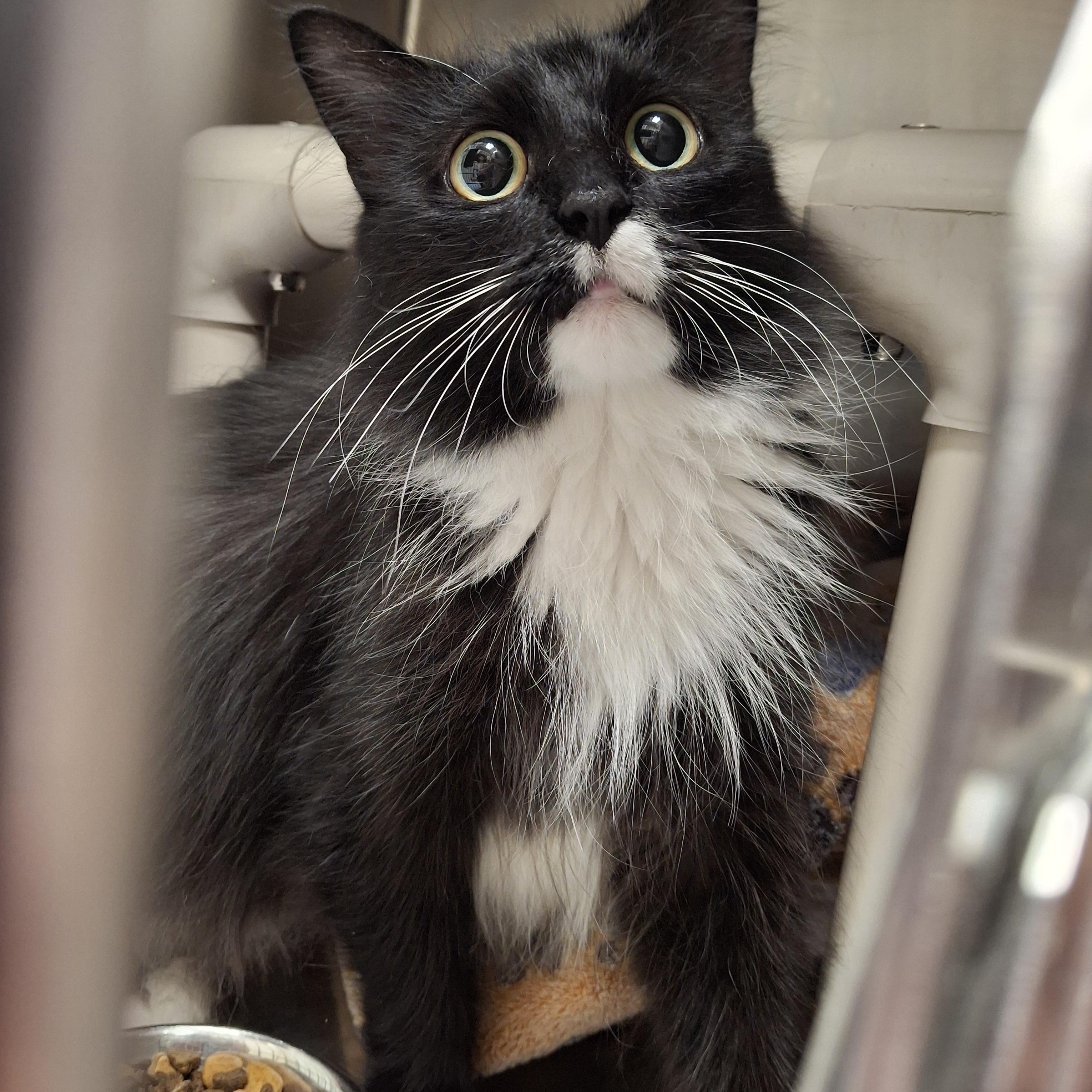 Eleanor, Adult Female unknown