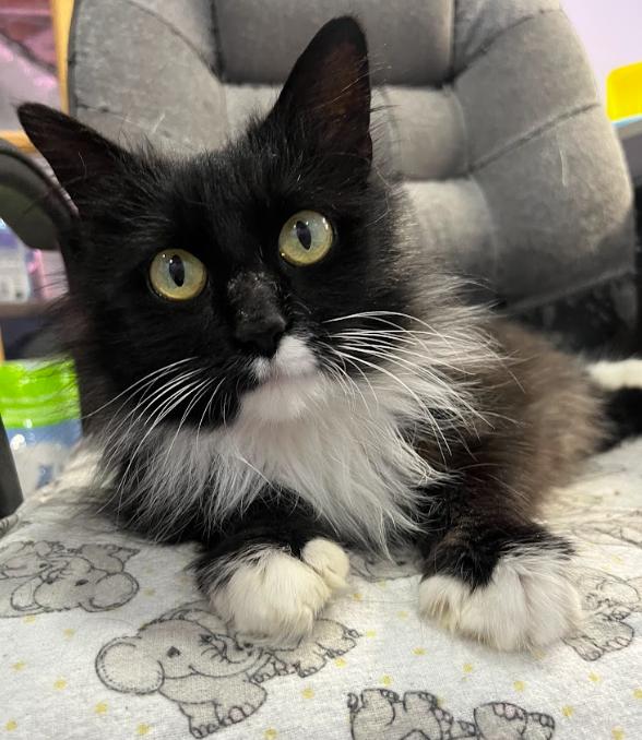 Enlarge Eleanor, a Adoptable Domestic Medium Hair in Alliston, ON image 2/4