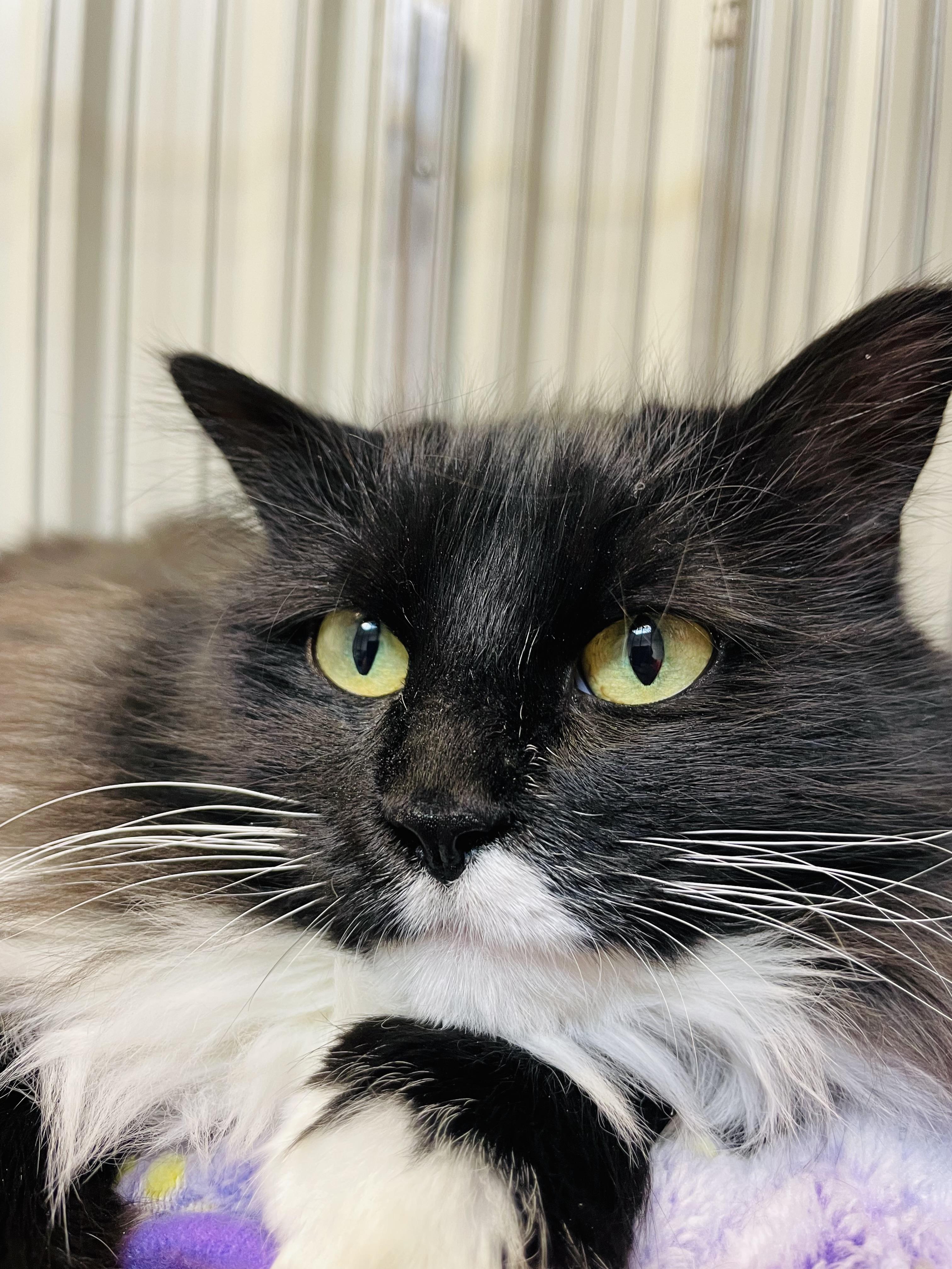 Eleanor, Adoptable, Adult Female Domestic Medium Hair.