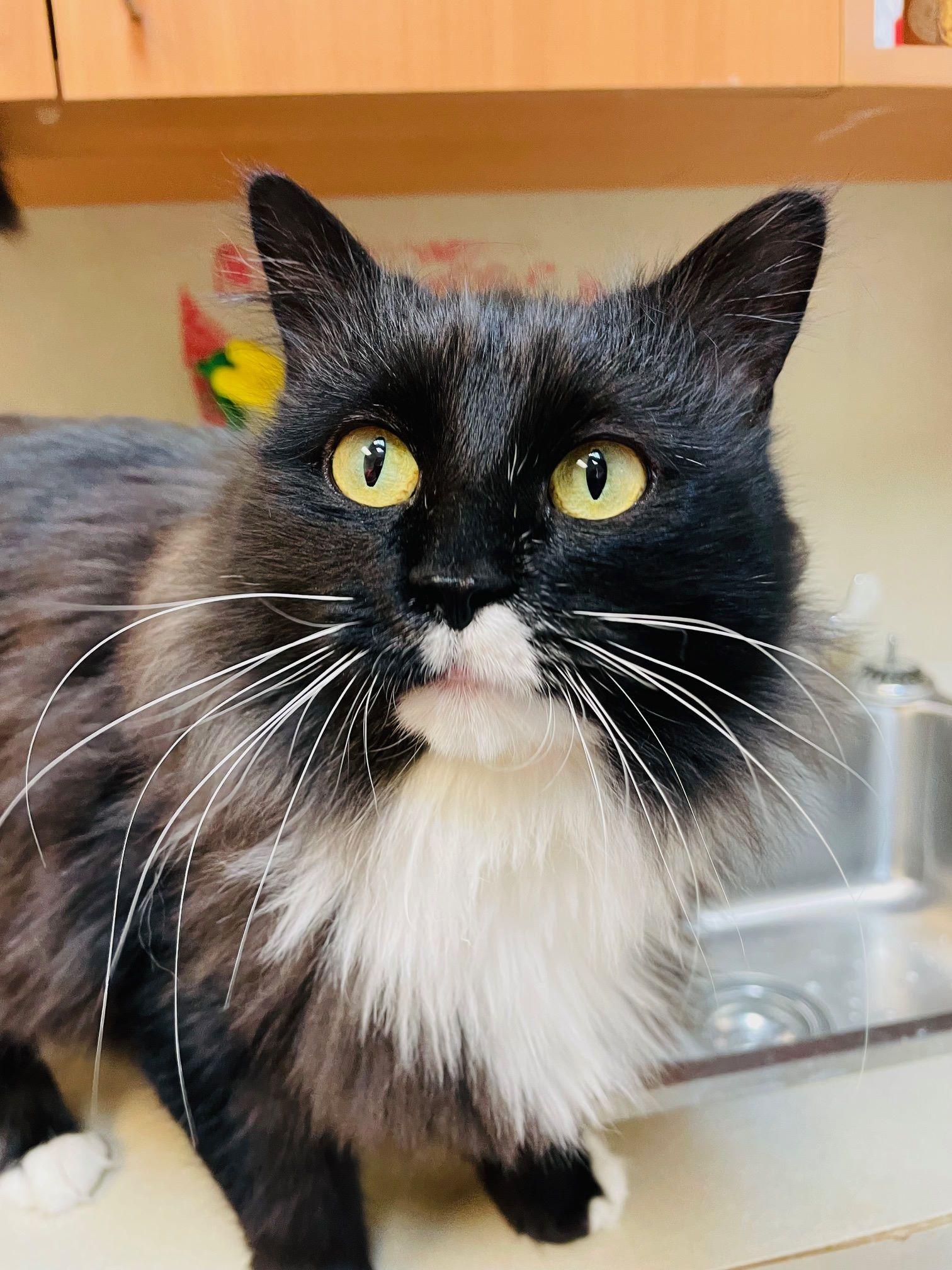Enlarge Eleanor, a Adoptable Domestic Medium Hair in Alliston, ON image 3/4