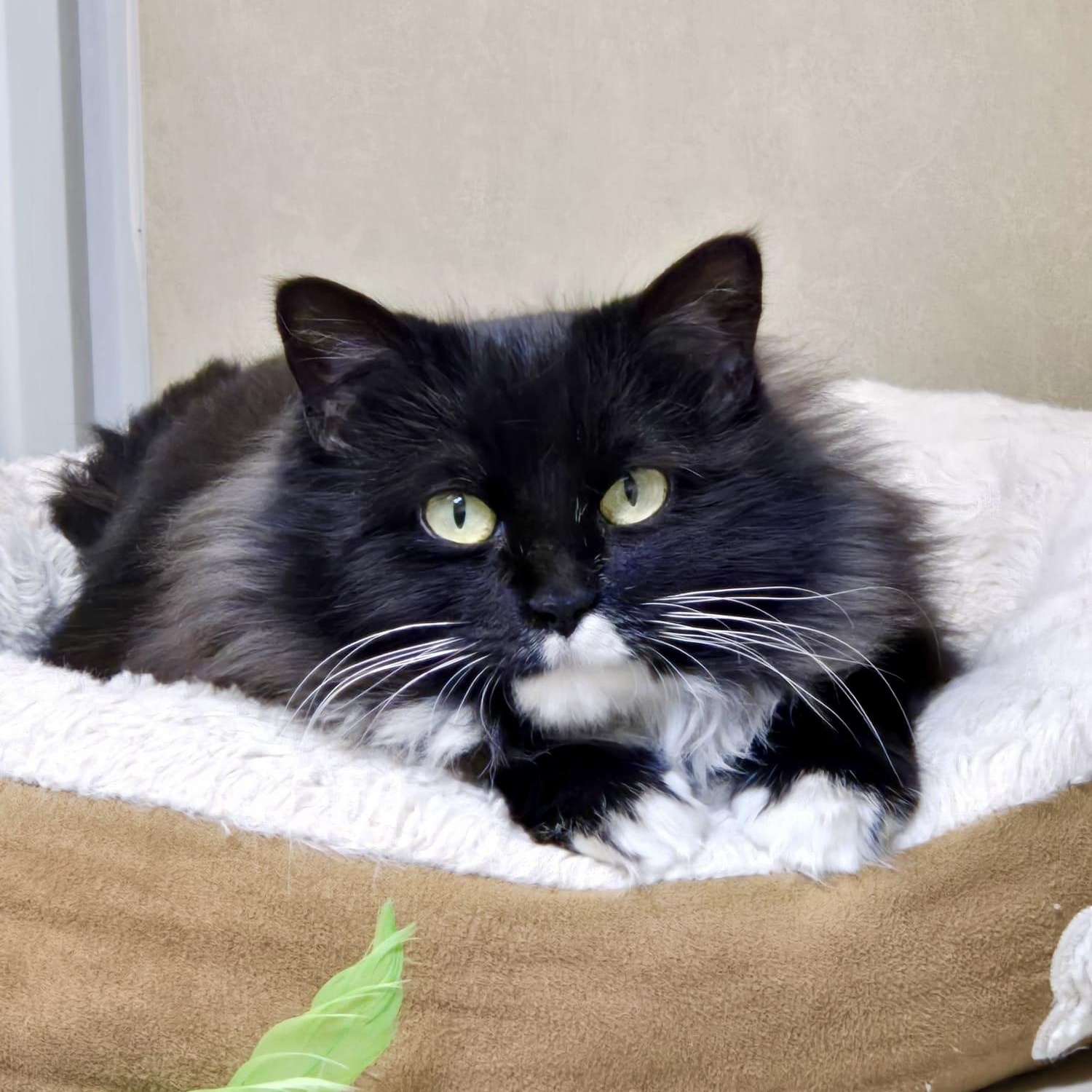 Enlarge Eleanor, an adopted Domestic Medium Hair in Everett, ON image 1/5