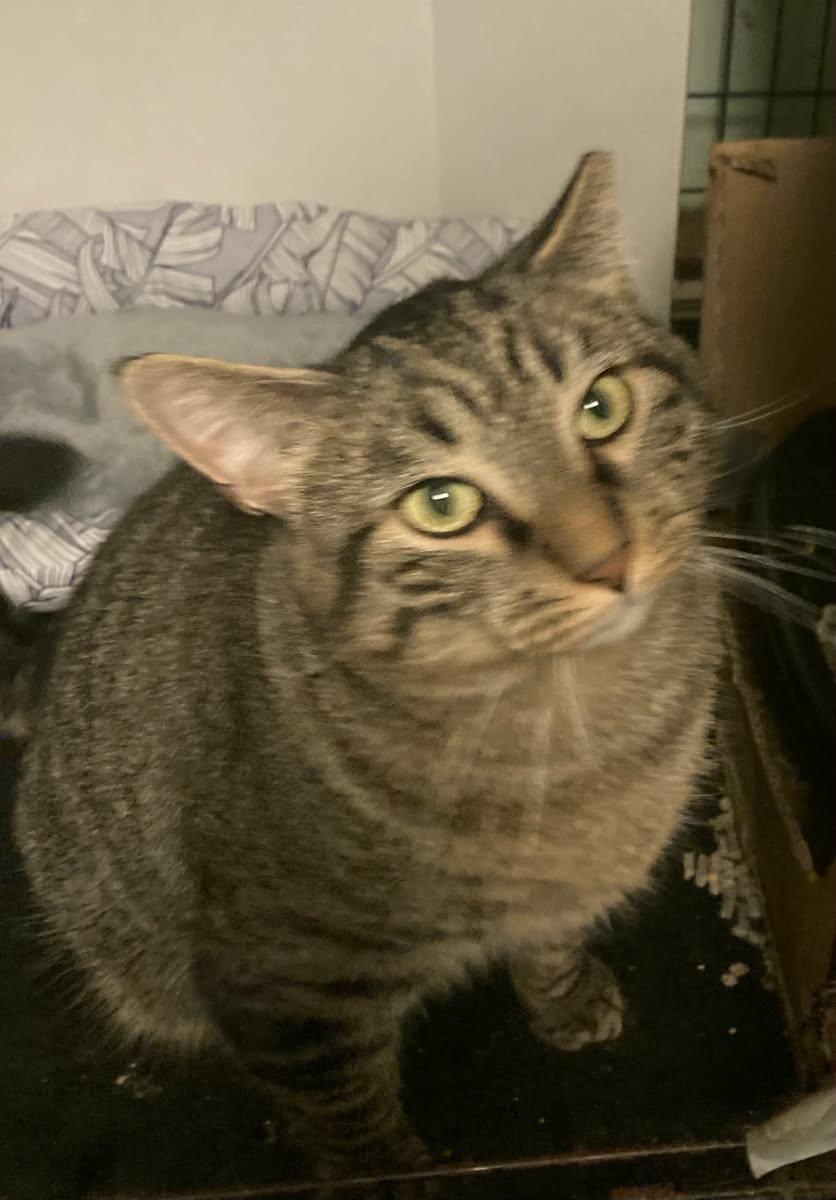 Jake, a Adoptable Domestic Short Hair in staten island, NY image 1/2