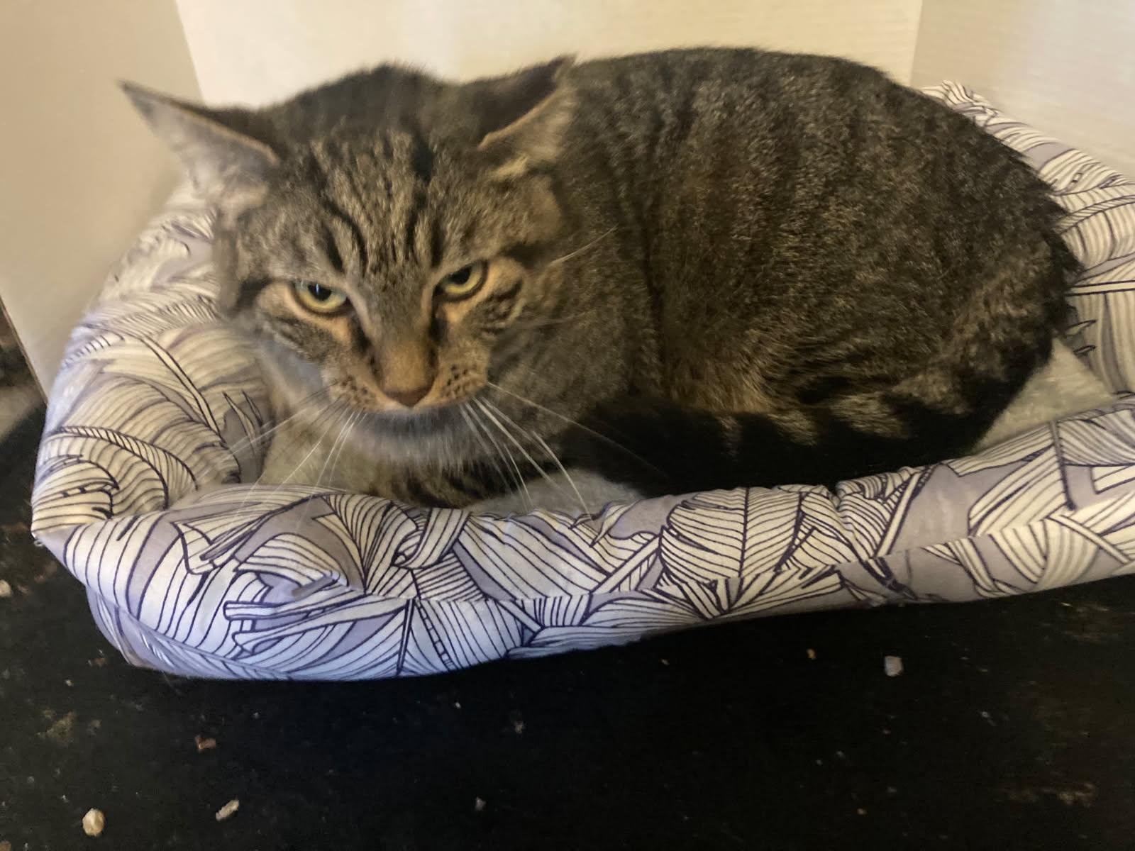 Jake, a Adoptable Domestic Short Hair in staten island, NY image 2/2